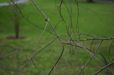 NeurTwig